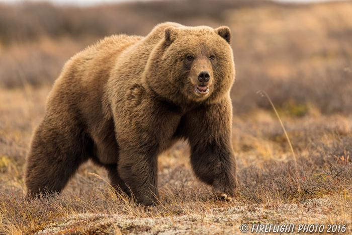 wildlife;Bear;Grizzly;Ursus arctos horribilis;Denali;Alaska;AK;D5;2016