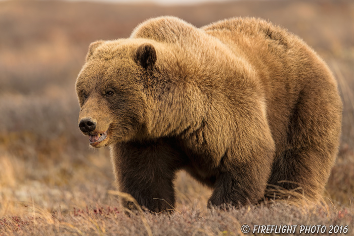 wildlife;Bear;Grizzly;Ursus arctos horribilis;Denali;Alaska;AK;D5;2016