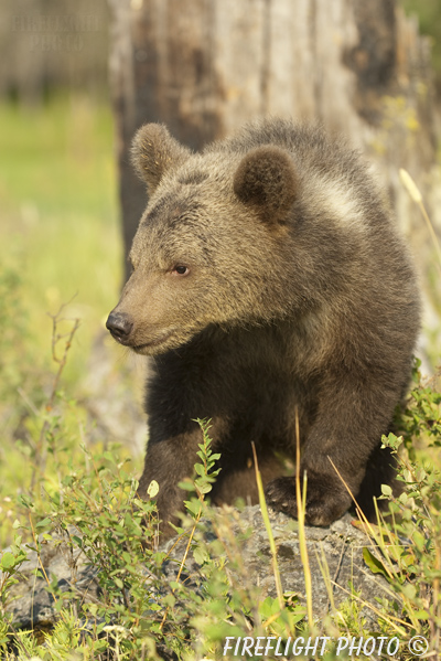 wildlife;bear;grizzly bear;grizzly;Ursus arctos horribilis;Cub;Kalispell;MT;DDD