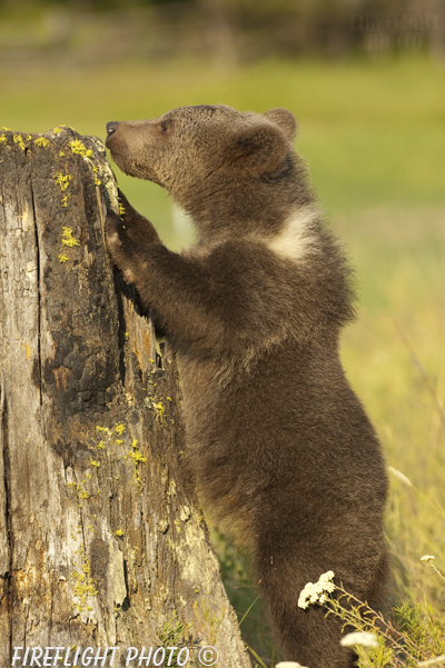 wildlife;bear;grizzly bear;grizzly;Ursus arctos horribilis;Cub;Kalispell;MT;DDD