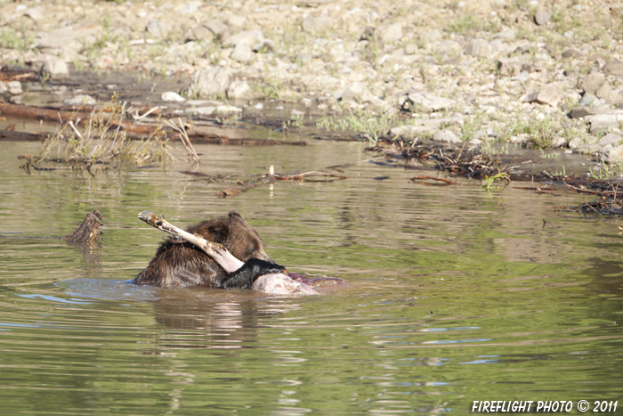 Grizzly Bear;Bear;Ursos Arctos;Carcass;Grand Teton NP;Elk;Wyoming;D3X