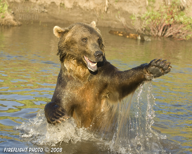wildlife;montana;bear;bears;grizzly bear;grizzly bears;grizzly;Ursus arctos horribilis;splash