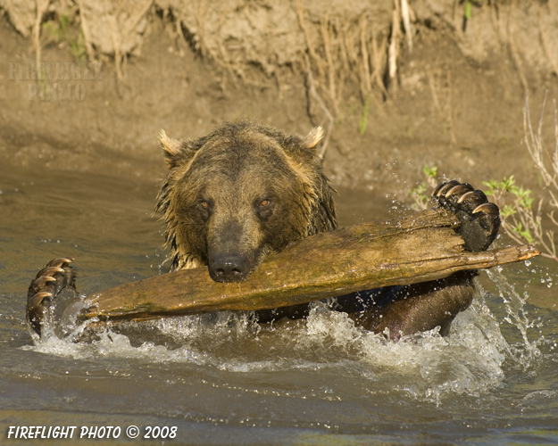 wildlife;montana;bear;bears;grizzly bear;grizzly bears;grizzly;Ursus arctos horribilis;splash;claws