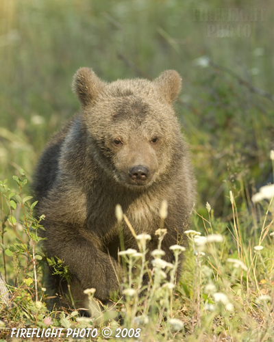 wildlife;montana;bear;bears;grizzly bear;grizzly bear cub;bear cub;bear cubs;grizzly bear cubs