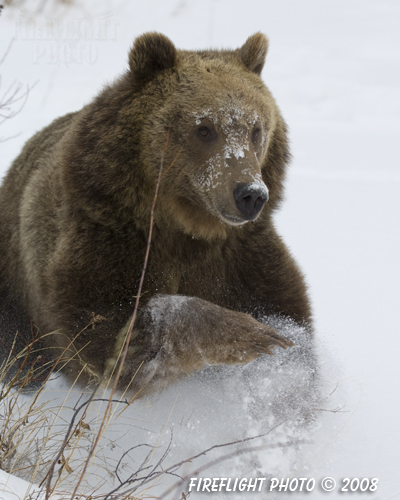 wildlife;montana;bear;bears;grizzly bear;grizzly bears;grizzly;Ursus arctos horribilis;snow