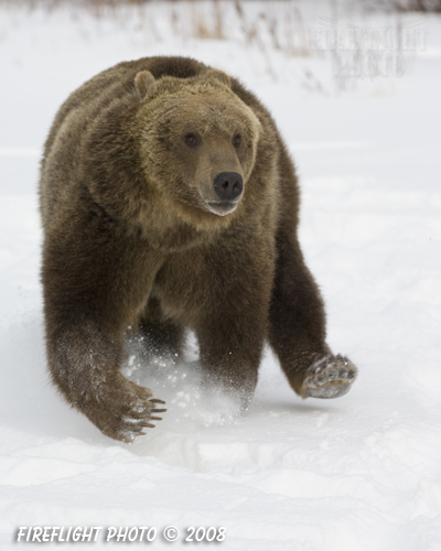 wildlife;montana;bear;bears;grizzly bear;grizzly bears;grizzly;Ursus arctos horribilis;snow