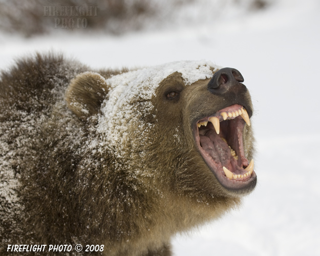 wildlife;montana;bear;bears;grizzly bear;grizzly bears;grizzly;Ursus arctos horribilis;growl;snarl