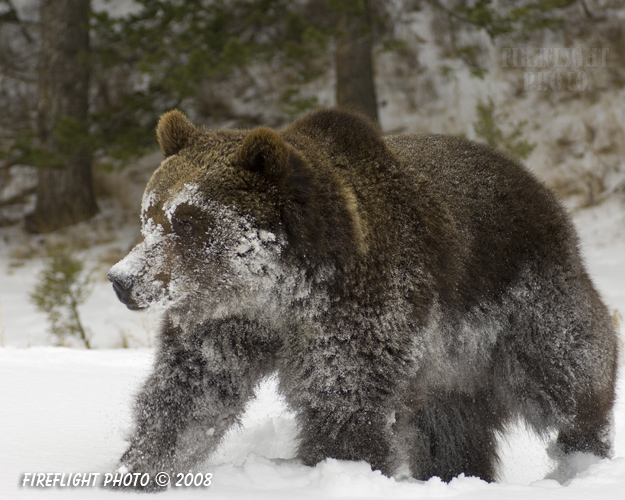 wildlife;montana;bear;bears;grizzly bear;grizzly bears;grizzly;Ursus arctos horribilis;snow