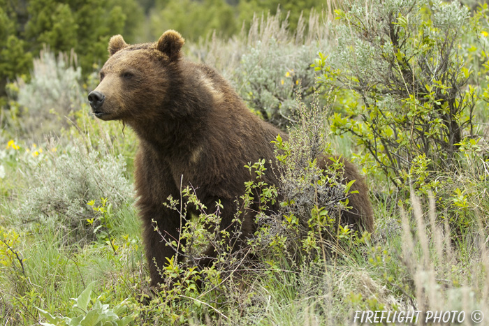 wildlife;bear;grizzly bear;grizzly;Ursus arctos horribilis;Montana;AOM