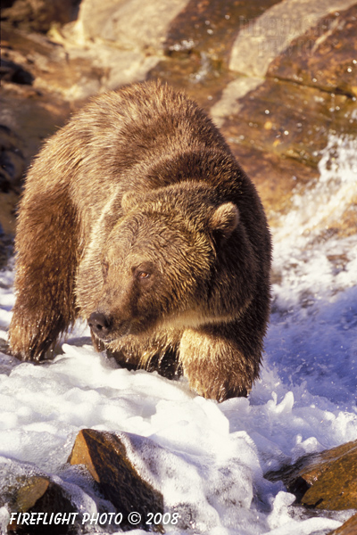wildlife;UTAH;bear;bears;grizzly bear;grizzly bears;grizzly;Ursus arctos horribilis;splash;stream