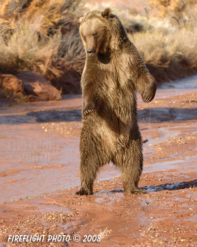 wildlife;montana;bear;bears;grizzly bear;grizzly bears;grizzly;Ursus arctos horribilis;stream;red rock;standing