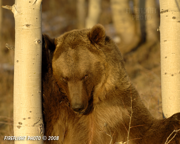 wildlife;montana;bear;bears;grizzly bear;grizzly bears;grizzly;Ursus arctos horribilis;aspen;head shot