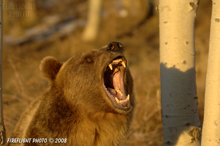 wildlife;UTAH;bear;bears;grizzly bear;grizzly bears;grizzly;Ursus arctos horribilis;growl;snarl;aspen;head shot