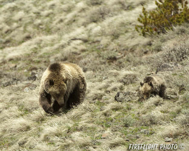 wildlife;bear;grizzly bear;grizzly;Ursus arctos horribilis;Cub;Yellowstone NP;Wyoming