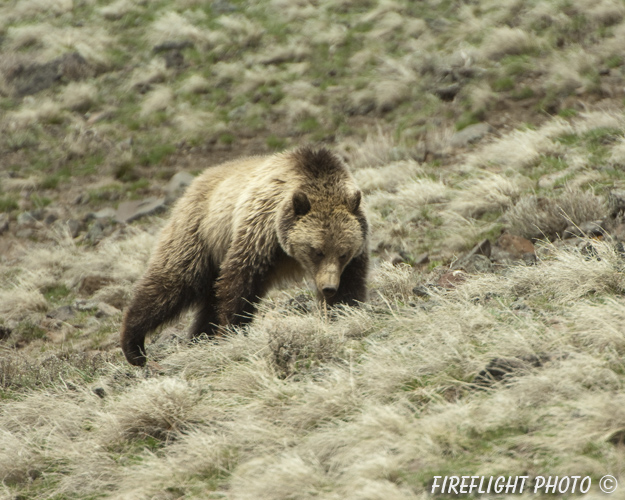 wildlife;bear;grizzly bear;grizzly;Ursus arctos horribilis;Yellowstone NP;Wyoming