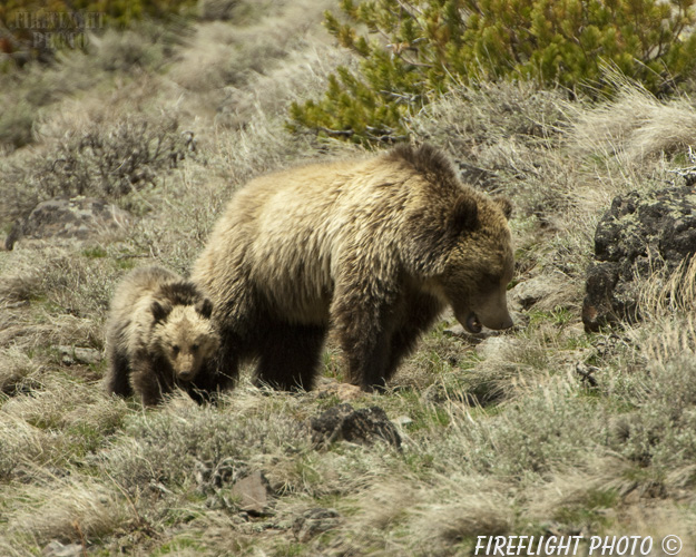 wildlife;bear;grizzly bear;grizzly;Ursus arctos horribilis;Cub;Yellowstone NP;Wyoming