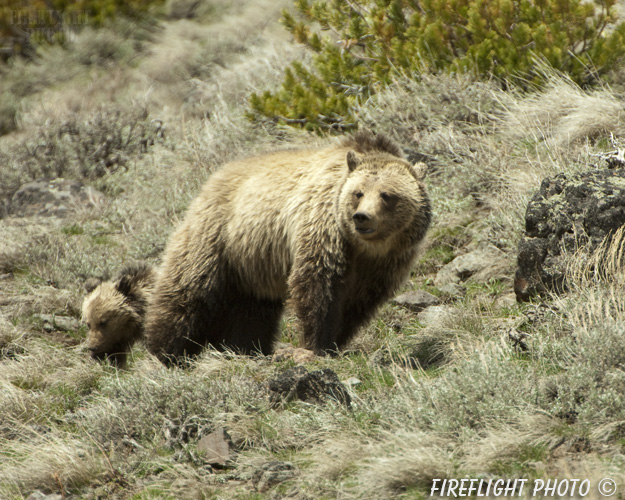 wildlife;bear;grizzly bear;grizzly;Ursus arctos horribilis;Cub;Yellowstone NP;Wyoming