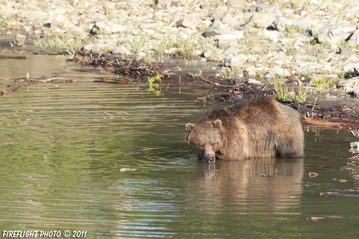 Grizzly Bear;Bear;Ursos Arctos;Water;Grand Teton NP;Wyoming;D3X