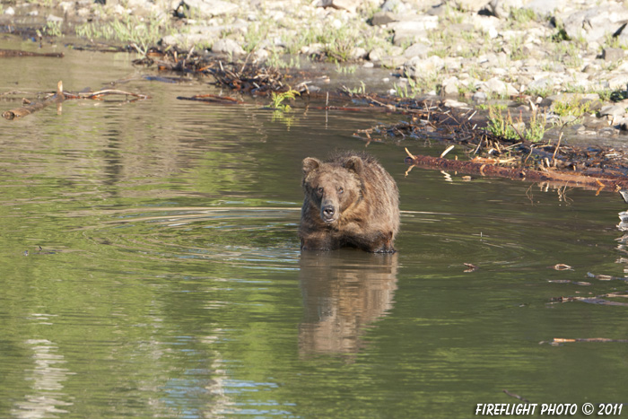 Grizzly Bear;Bear;Ursos Arctos;Grand Teton NP;Wyoming;D3X