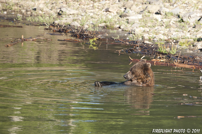 Grizzly Bear;Bear;Ursos Arctos;Relaxing;Grand Teton NP;Claws;Wyoming;D3X