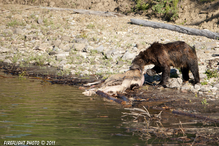 Grizzly Bear;Bear;Ursos Arctos;Carcass;Grand Teton NP;Elk;Wyoming;D3X