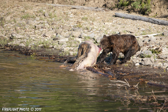 Grizzly Bear;Bear;Ursos Arctos;Carcass;Grand Teton NP;Elk;Wyoming;D3X