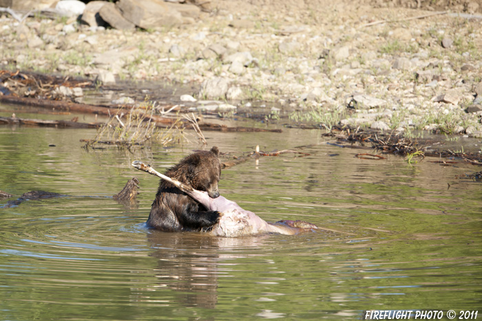 Grizzly Bear;Bear;Ursos Arctos;Carcass;Grand Teton NP;Elk;Wyoming;D3X