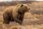 wildlife;Bear;Grizzly;Ursus-arctos-horribilis;Denali;Alaska;AK;D5;2016