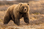 wildlife;Bear;Grizzly;Ursus-arctos-horribilis;Denali;Alaska;AK;D5;2016