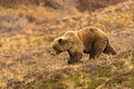 wildlife;Bear;Grizzly;Ursus-arctos-horribilis;Denali;Alaska;AK;D5;2016