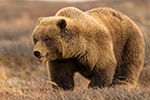 wildlife;Bear;Grizzly;Ursus-arctos-horribilis;Denali;Alaska;AK;D5;2016
