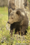 wildlife;bear;grizzly-bear;grizzly;Ursus-arctos-horribilis;Cub;Kalispell;MT;DDD