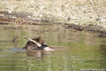 Grizzly-Bear;Bear;Ursos-Arctos;Carcass;Grand-Teton-NP;Elk;Wyoming;D3X