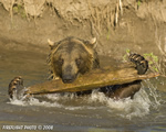 wildlife;montana;bear;bears;grizzly-bear;grizzly-bears;grizzly;Ursus-arctos-horribilis;splash;claws