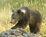 wildlife;montana;bear;bears;grizzly-bear;grizzly-bear-cub;bear-cub;bear-cubs;grizzly-bear-cubs