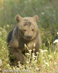 wildlife;montana;bear;bears;grizzly-bear;grizzly-bear-cub;bear-cub;bear-cubs;grizzly-bear-cubs
