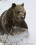 wildlife;montana;bear;bears;grizzly-bear;grizzly-bears;grizzly;Ursus-arctos-horribilis;snow