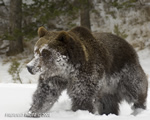 wildlife;montana;bear;bears;grizzly-bear;grizzly-bears;grizzly;Ursus-arctos-horribilis;snow