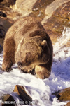 wildlife;UTAH;bear;bears;grizzly-bear;grizzly-bears;grizzly;Ursus-arctos-horribilis;splash;stream