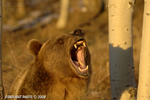 wildlife;UTAH;bear;bears;grizzly-bear;grizzly-bears;grizzly;Ursus-arctos-horribilis;growl;snarl;aspen;head-shot