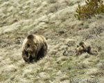 wildlife;bear;grizzly-bear;grizzly;Ursus-arctos-horribilis;Cub;Yellowstone-NP;Wyoming