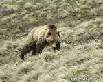 wildlife;bear;grizzly-bear;grizzly;Ursus-arctos-horribilis;Yellowstone-NP;Wyoming