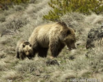 wildlife;bear;grizzly-bear;grizzly;Ursus-arctos-horribilis;Cub;Yellowstone-NP;Wyoming