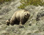 wildlife;bear;grizzly-bear;grizzly;Ursus-arctos-horribilis;Cub;Yellowstone-NP;Wyoming
