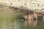 Grizzly-Bear;Bear;Ursos-Arctos;Water;Grand-Teton-NP;Wyoming;D3X