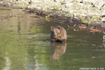 Grizzly-Bear;Bear;Ursos-Arctos;Grand-Teton-NP;Wyoming;D3X