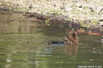 Grizzly-Bear;Bear;Ursos-Arctos;Relaxing;Grand-Teton-NP;Claws;Wyoming;D3X