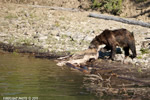 Grizzly-Bear;Bear;Ursos-Arctos;Carcass;Grand-Teton-NP;Elk;Wyoming;D3X