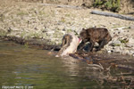 Grizzly-Bear;Bear;Ursos-Arctos;Carcass;Grand-Teton-NP;Elk;Wyoming;D3X