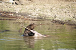 Grizzly-Bear;Bear;Ursos-Arctos;Carcass;Grand-Teton-NP;Elk;Wyoming;D3X